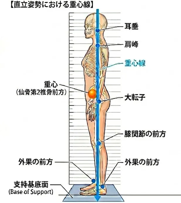 奈良市でオステオパシー整体いんちょうの気ままなブログ　  姿勢について　６