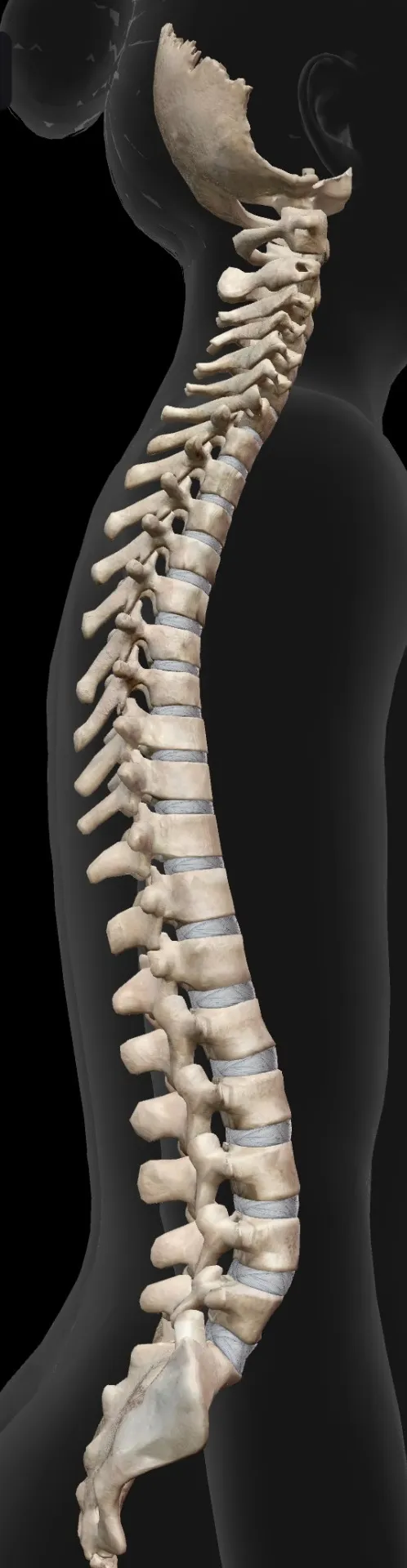 奈良市でオステオパシー整体いんちょうの気ままなブログ　  姿勢について　１１